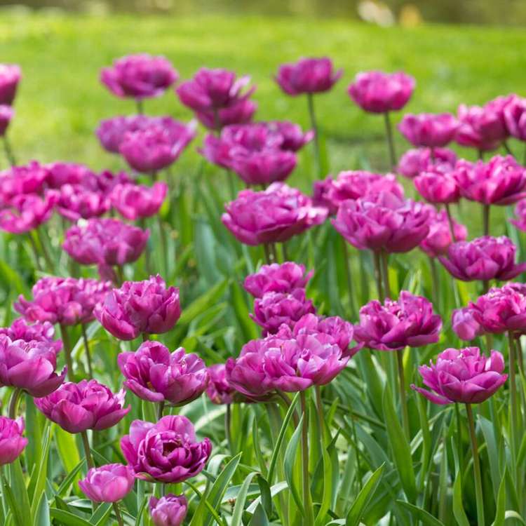 Tulpan 'Backpacker' (Storköp) – 80 lökar